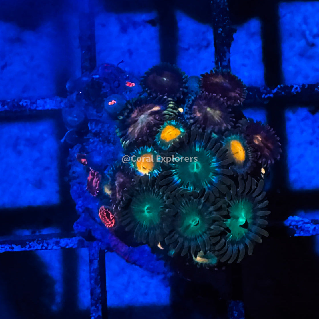 CE- WYSIWYG Mix Combo Zoa Zoanthid Frag Live Coral LPS SPS #R1GI13