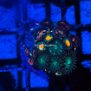 CE- WYSIWYG Mix Combo Zoa Zoanthid Frag Live Coral LPS SPS #R1GI13