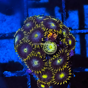 CE- WYSIWYG Mix Combo Zoa Zoanthid Frag Live Coral LPS SPS #R1GI14