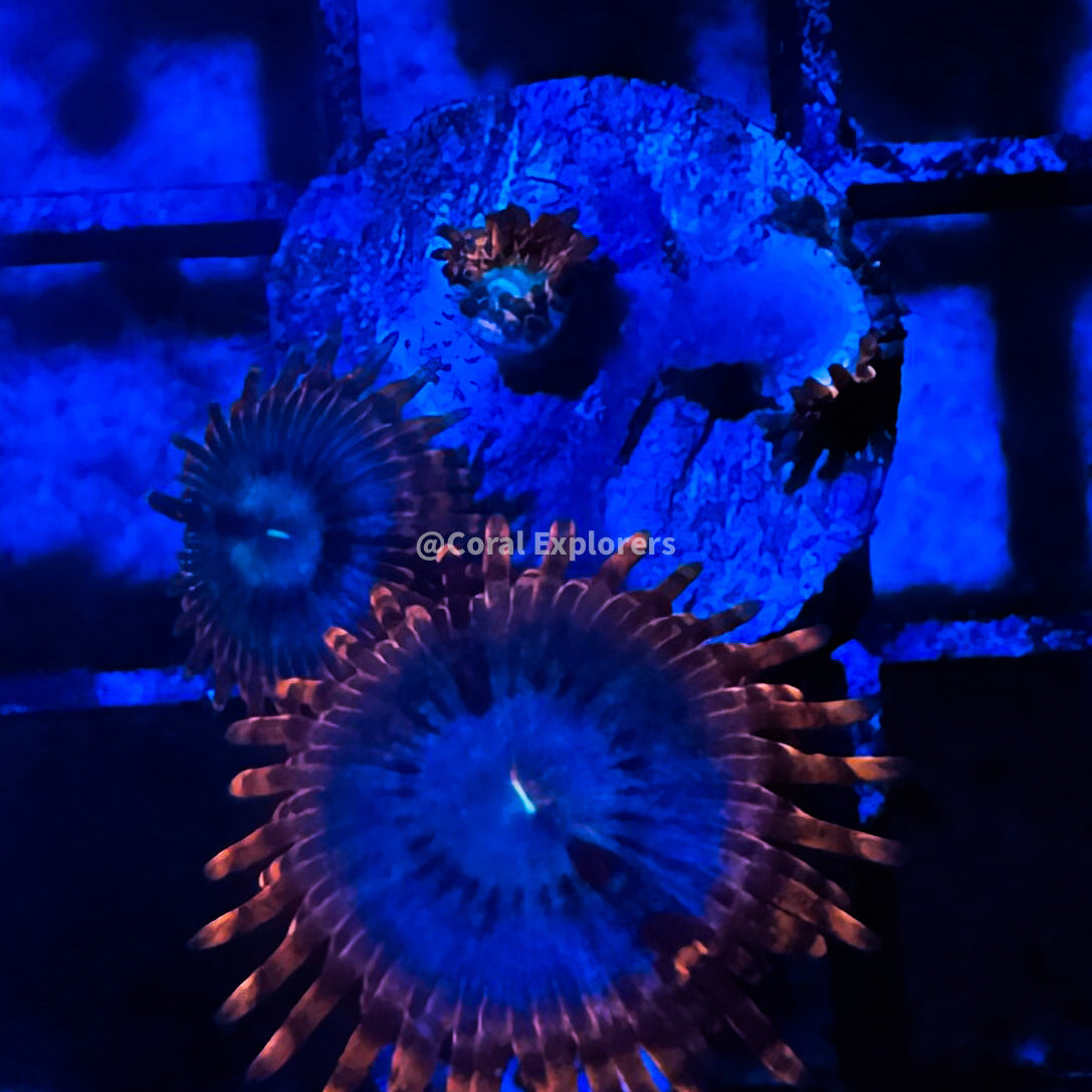 CE- WYSIWYG Utter Peace Zoa Zoanthid Frag Live Coral LPS SPS #R1GI15