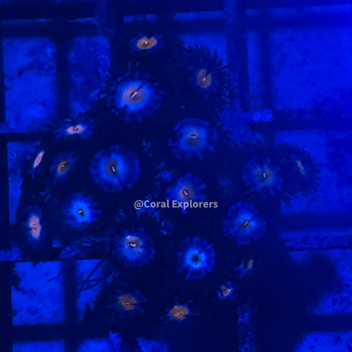 CE- WYSIWYG Midnight Madness Zoa Zoanthid Frag Live Coral LPS SPS #R1GI16