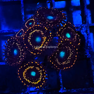 CE- WYSIWYG WWC Illuminati Zoa Zoanthid Frag Live Coral LPS SPS #R1GI16