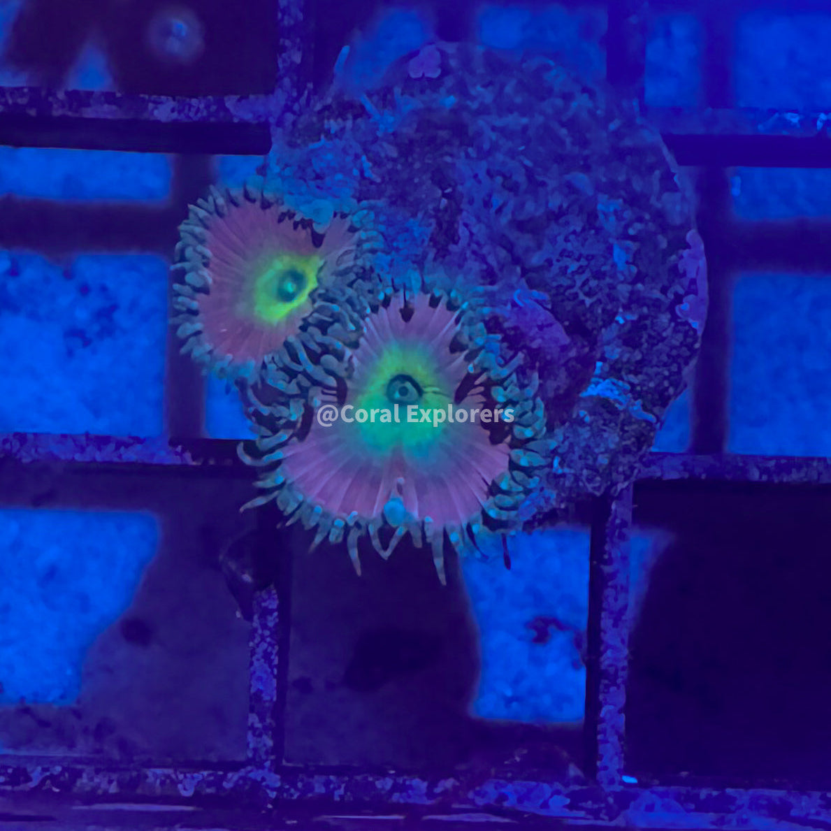 CE- WYSIWYG Beauty and the Beast Zoa Zoanthid Frag Live Coral LPS SPS #R1GI17