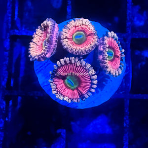 CE- WYSIWYG Golden Panther Zoa Zoanthid Frag Live Coral LPS SPS #R1GI18