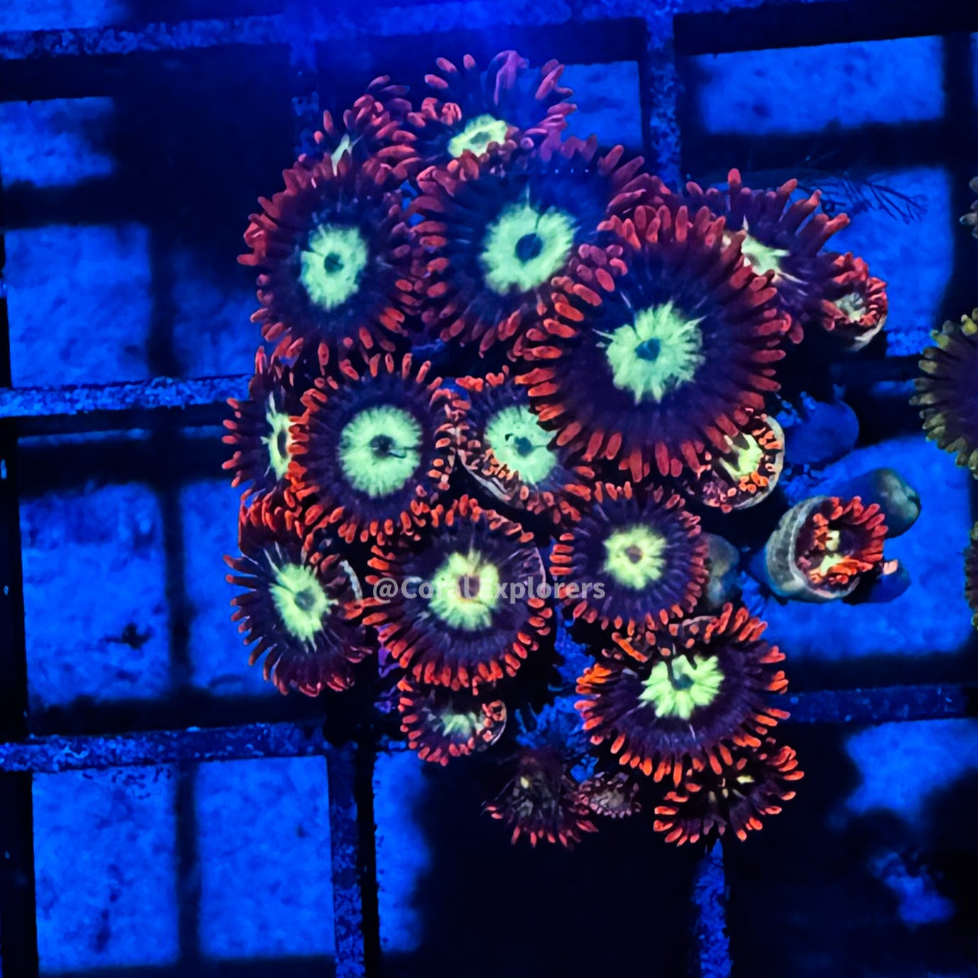 CE- WYSIWYG Spaceball Zoa Zoanthid Frag Live Coral LPS SPS #R1GI2