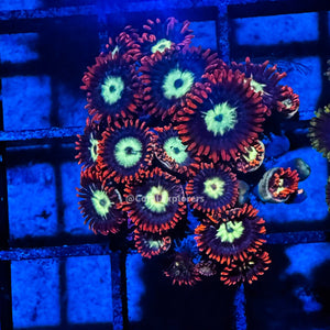 CE- WYSIWYG Spaceball Zoa Zoanthid Frag Live Coral LPS SPS #R1GI2