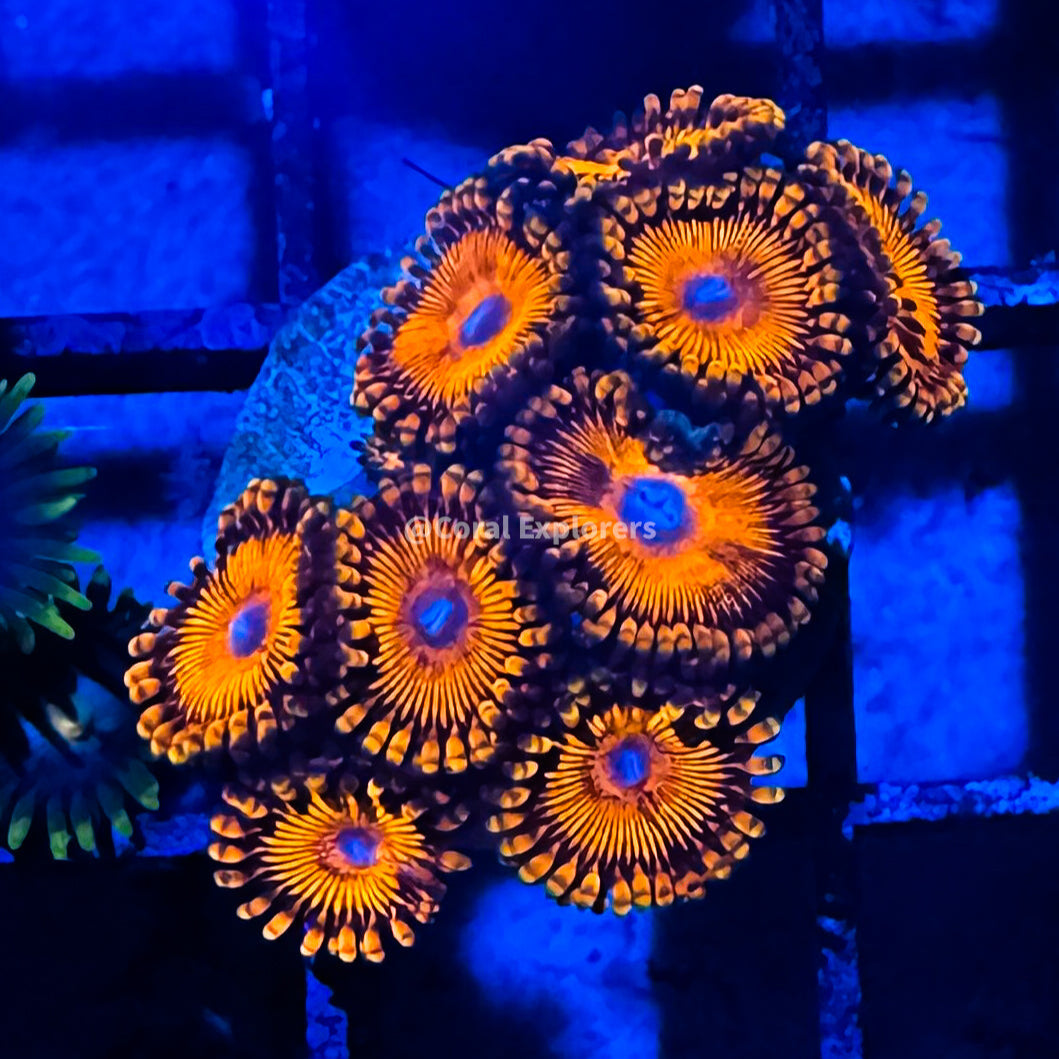 CE- WYSIWYG Darth Maul Zoa Zoanthid Frag Live Coral LPS SPS #R1GI3