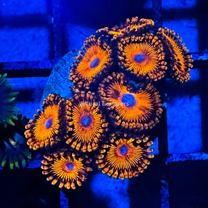 CE- WYSIWYG Darth Maul Zoa Zoanthid Frag Live Coral LPS SPS #R1GI3
