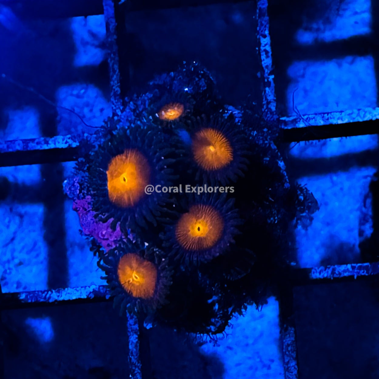 CE- WYSIWYG Space Odyssey Zoa Zoanthid Frag Live Coral LPS SPS #R1GI4