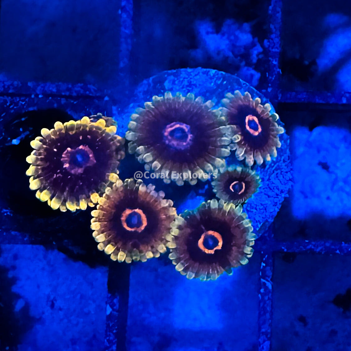 CE- WYSIWYG Mind Tricks Zoa Zoanthid Frag Live Coral LPS SPS #R1GI5