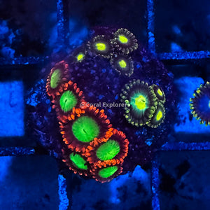 CE- WYSIWYG Mix Combo Zoa Zoanthid Frag Live Coral LPS SPS #R1GI6