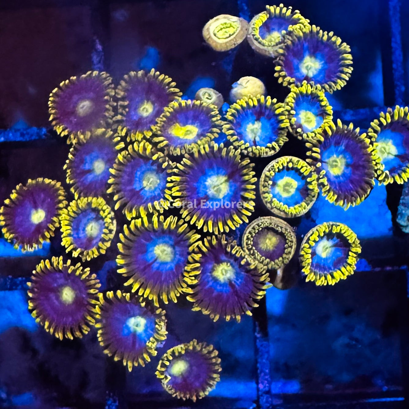 CE- WYSIWYG Blueberry Field Zoa Zoanthid Frag Live Coral LPS SPS #R1GI7