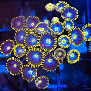 CE- WYSIWYG Blueberry Field Zoa Zoanthid Frag Live Coral LPS SPS #R1GI7
