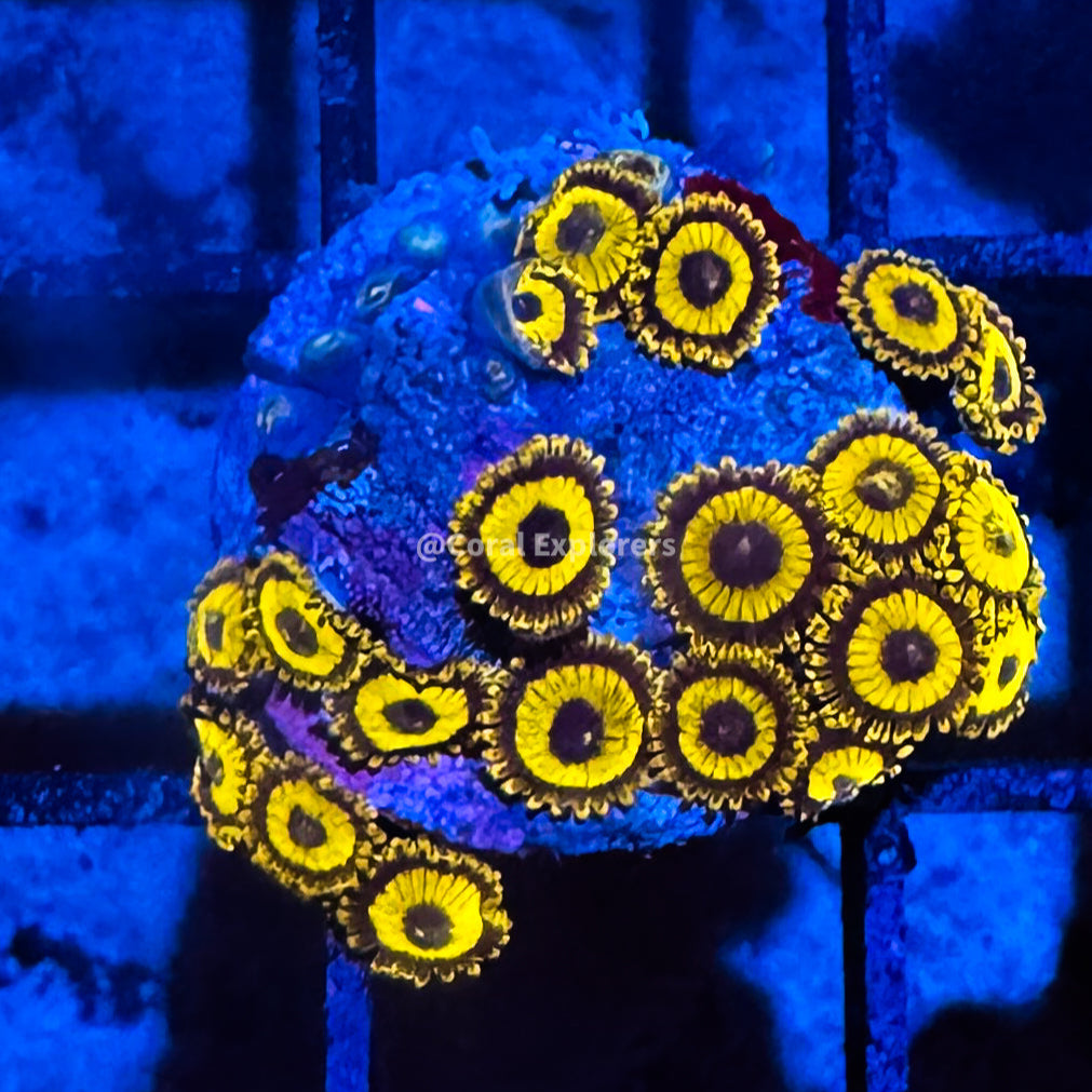 CE- WYSIWYG LA Lakers Zoa Zoanthid Frag Live Coral LPS SPS #R1GI8