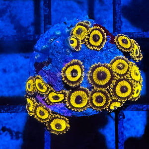 CE- WYSIWYG LA Lakers Zoa Zoanthid Frag Live Coral LPS SPS #R1GI8