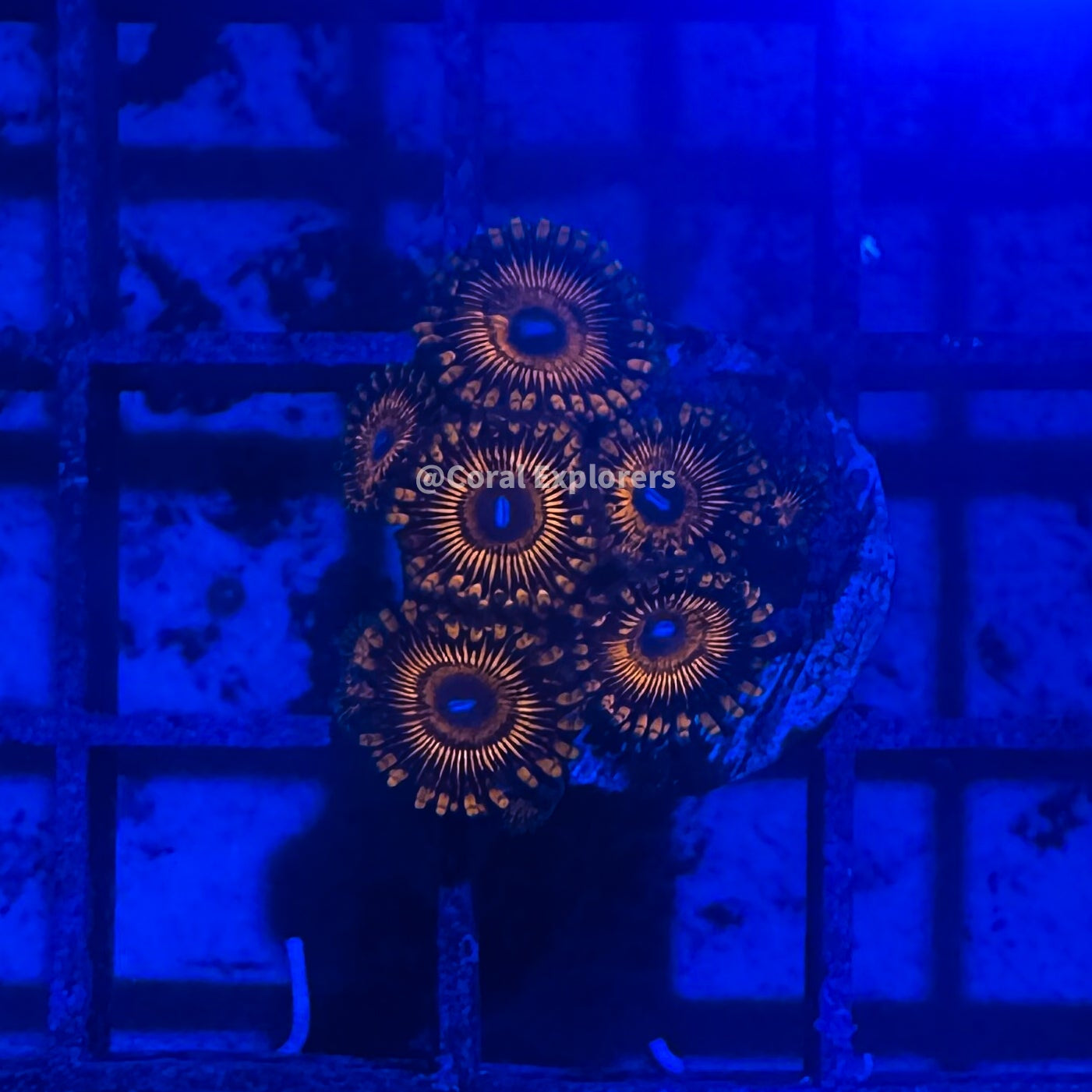 CE- WYSIWYG VDM Zoa Zoanthid Frag Live Coral LPS SPS #R1GI9