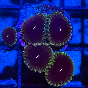 CE- WYSIWYG Grim Reaper Zoa Zoanthid Frag Live Coral LPS SPS #R1GI9