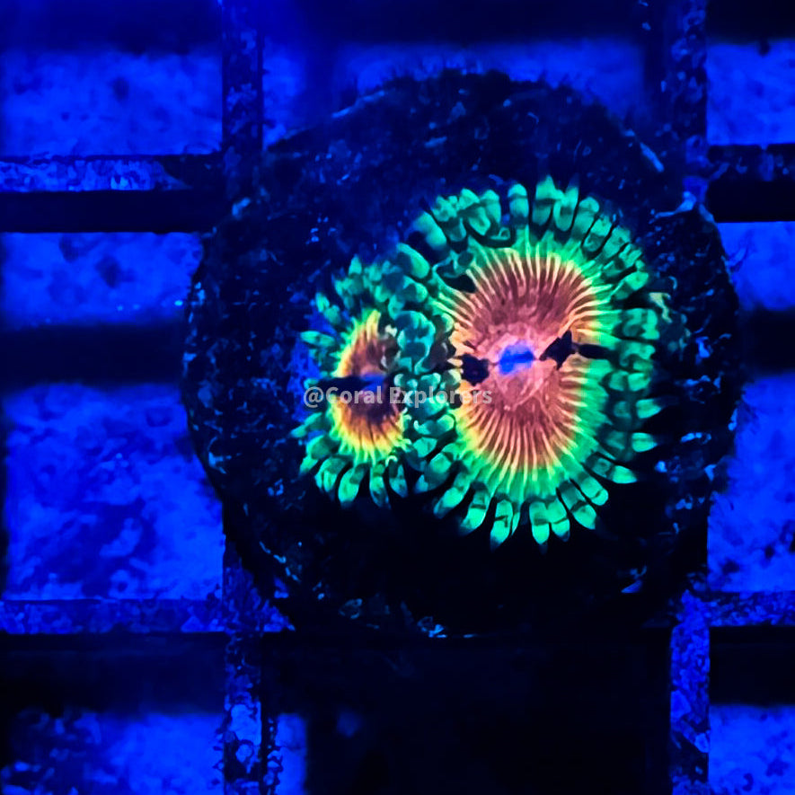 CE- WYSIWYG JF Bloodshot Zoa Zoanthid Frag Live Coral LPS SPS #R1GJ1