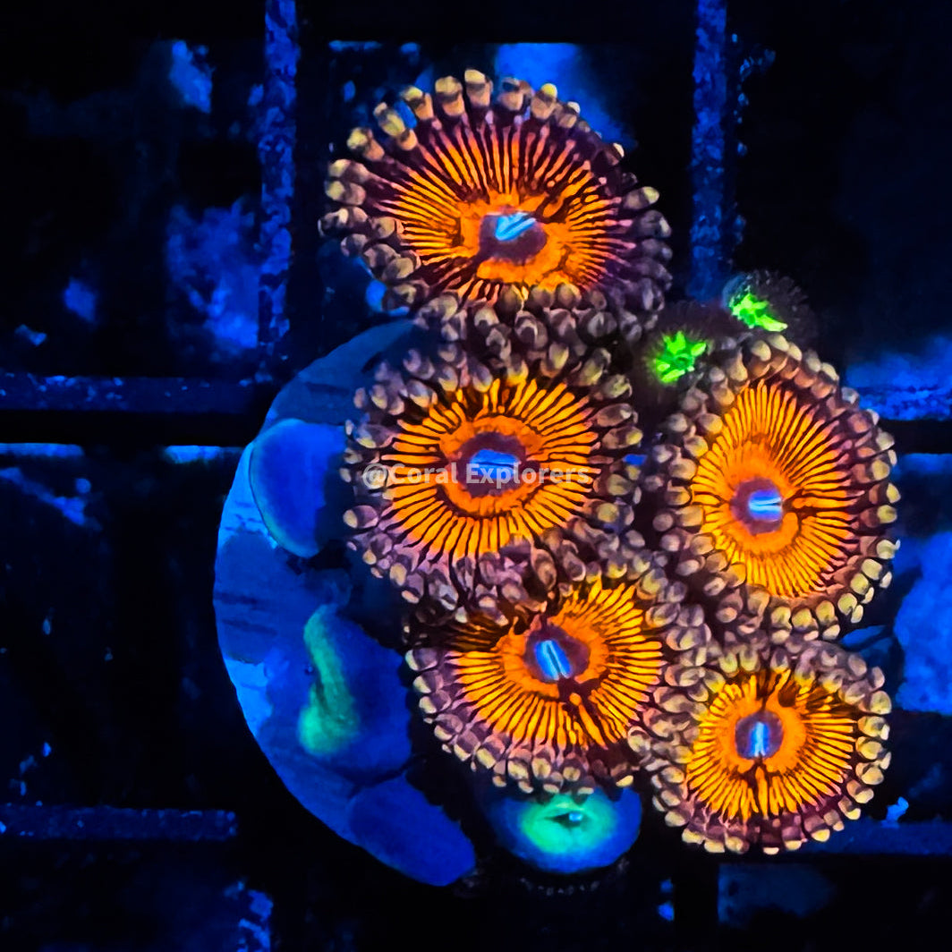 CE- WYSIWYG Golden Eye Zoa Zoanthid Frag Live Coral LPS SPS #R1GJ1