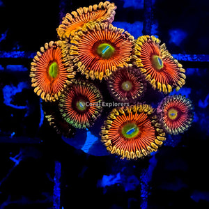 CE- WYSIWYG Golden Panther Zoa Zoanthid Frag Live Coral LPS SPS #R1GIJ2