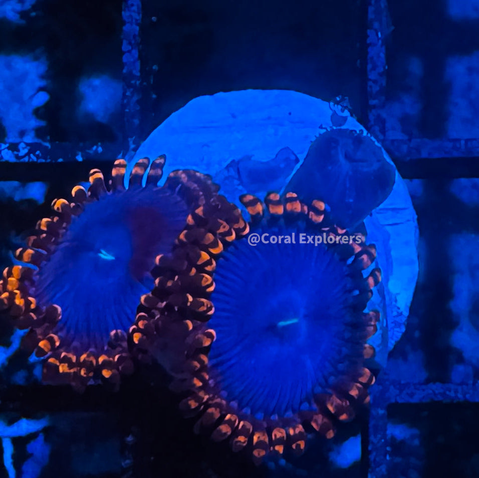 CE- WYSIWYG Superman Zoa Zoanthid Frag Live Coral LPS SPS #R1GIJ3