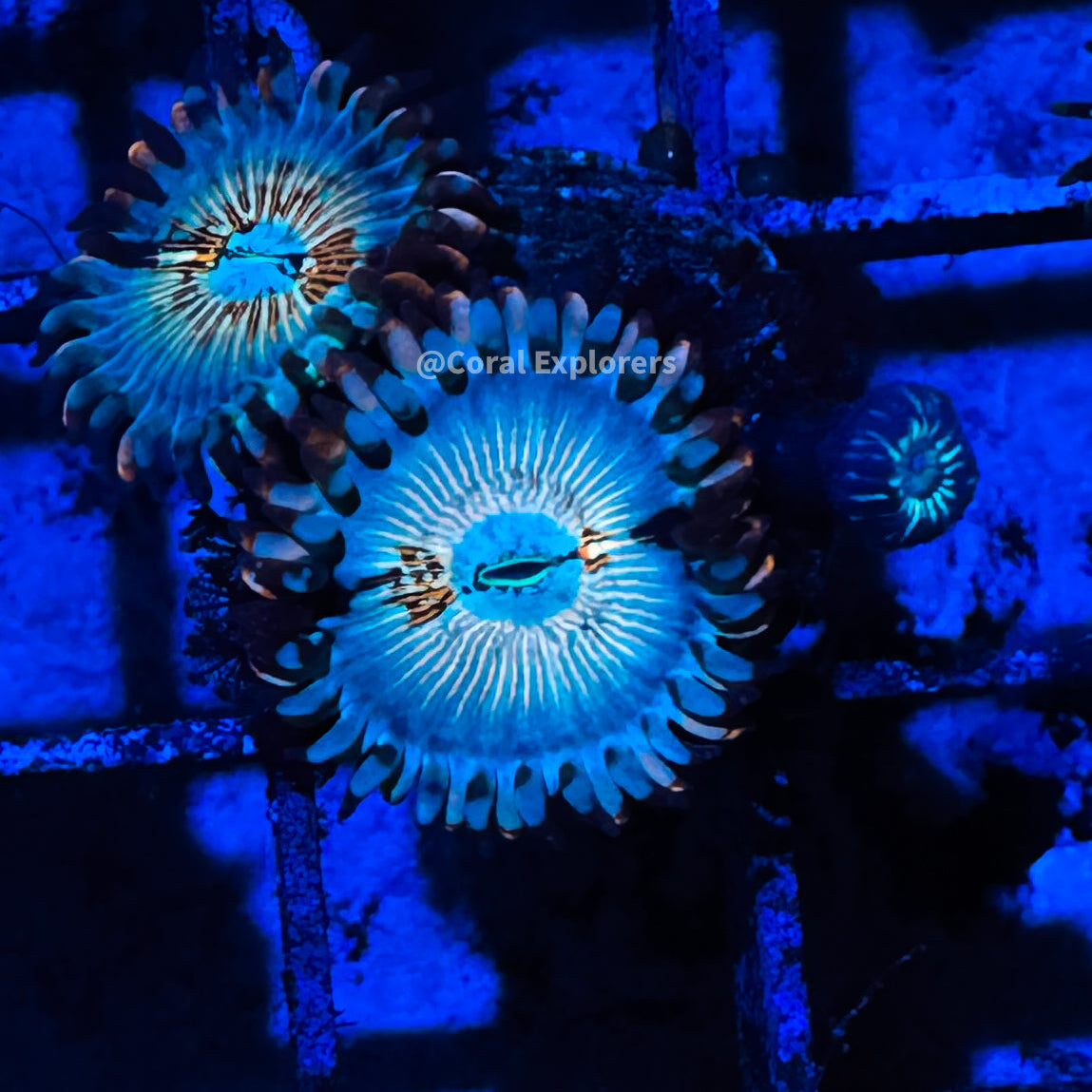 CE- WYSIWYG White Zombie Zoa Zoanthid Frag Live Coral LPS SPS #R1GJ4