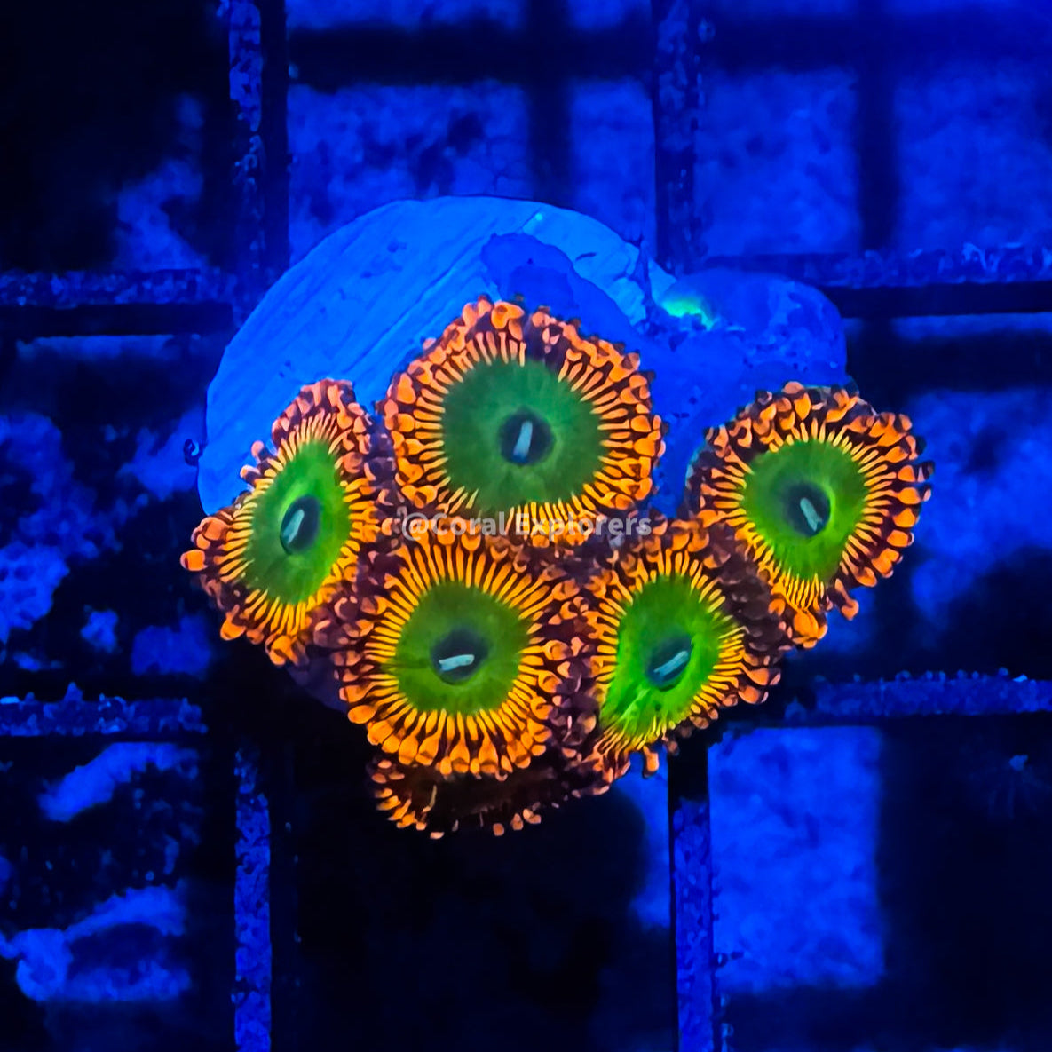 CE- WYSIWYG Ultra Bowser  Zoa Zoanthid Frag Live Coral LPS SPS #R1GIJ4