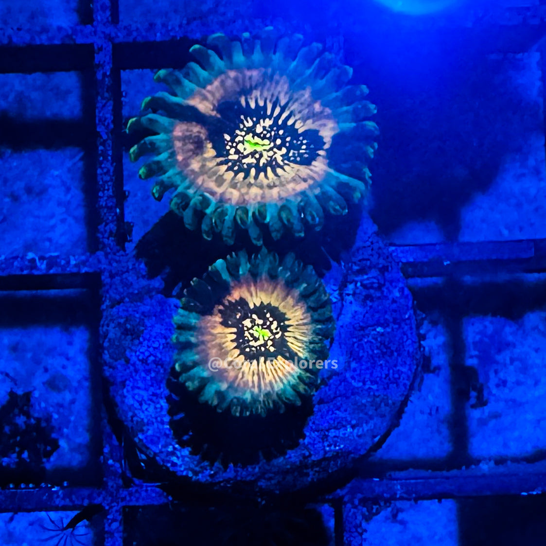CE- WYSIWYG Hawaiian Ding Dang Zoa Zoanthid Frag Live Coral LPS SPS #R1GIJ5
