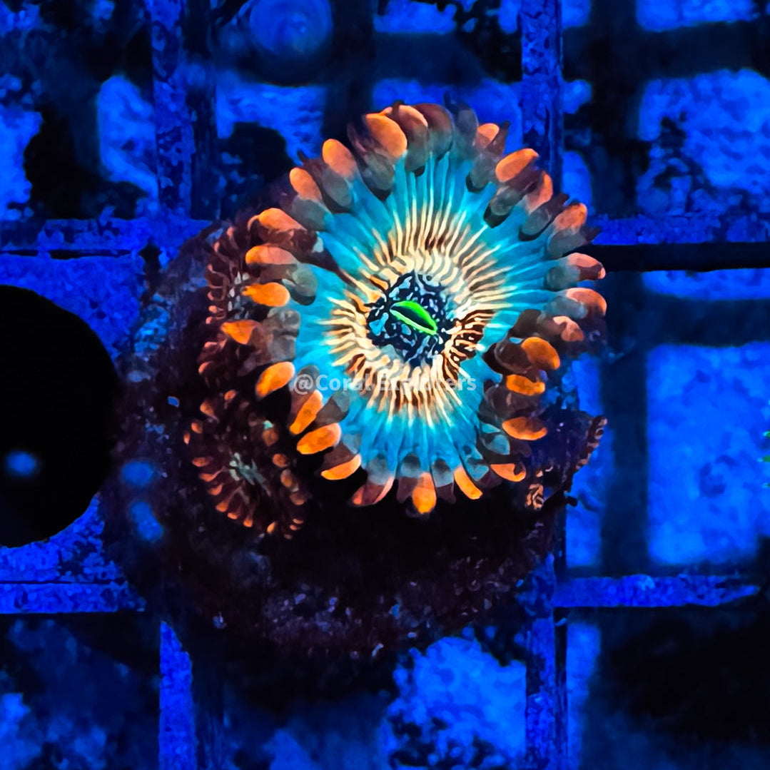 CE- WYSIWYG White Zombie Zoa Zoanthid Frag Live Coral Frag LPS SPS #R1GK1