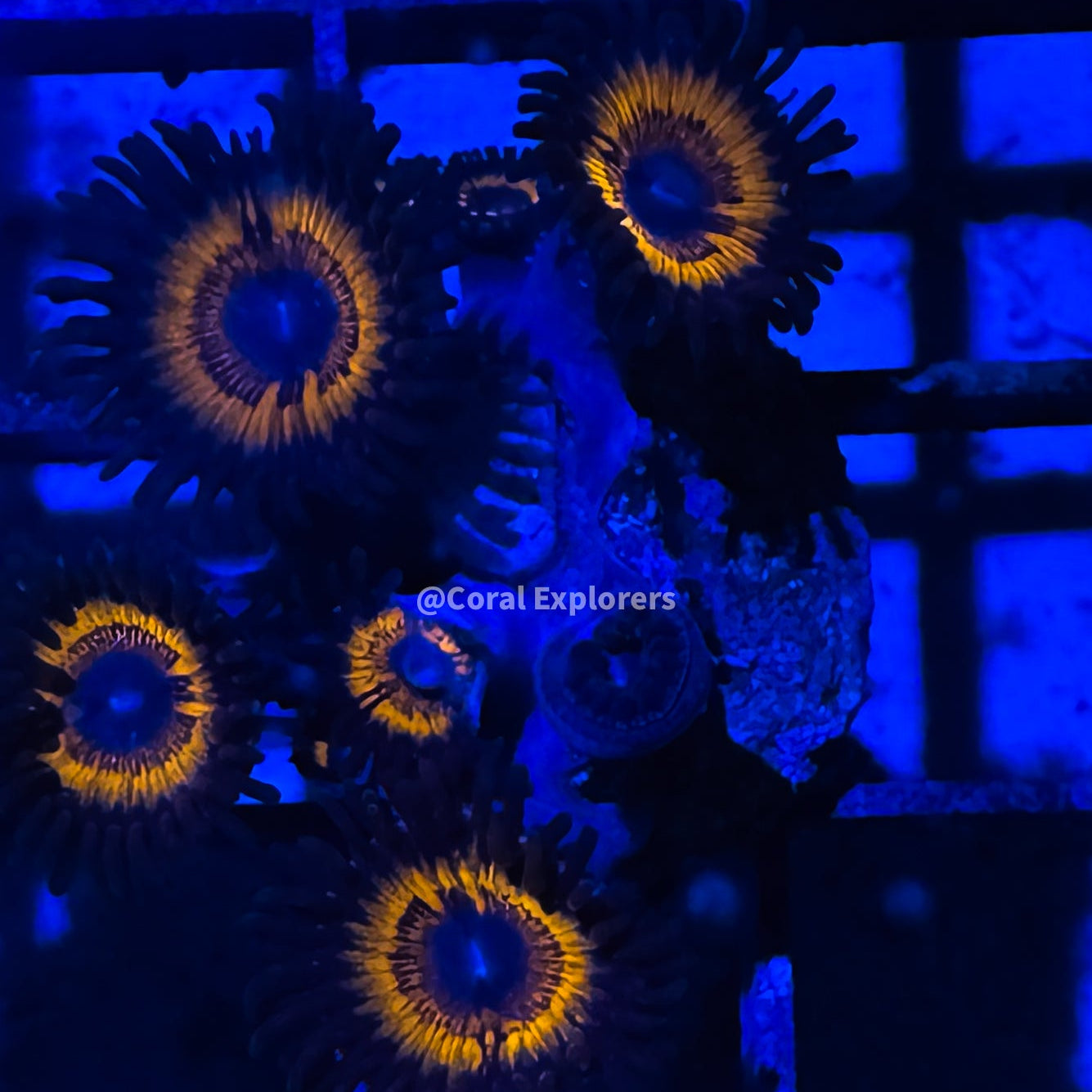 CE- WYSIWYG Armor of God Zoa Zoanthid Frag Live Coral Frag LPS SPS #R1GK10