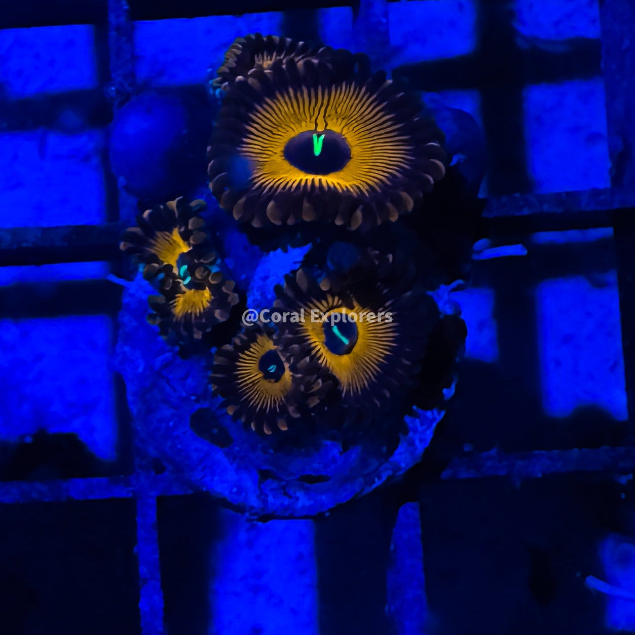 CE- WYSIWYG Red People Eater Zoa Zoanthid Frag Live Coral Frag LPS SPS #R1GK11