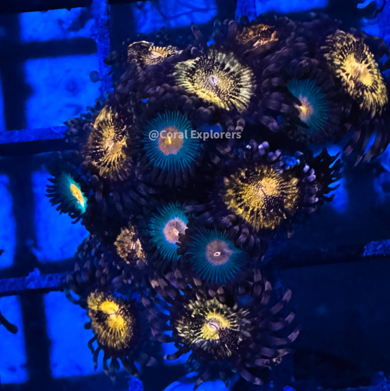CE- WYSIWYG Mix Combo Zoa Zoanthid Frag Live Coral Frag LPS SPS #R1GK12