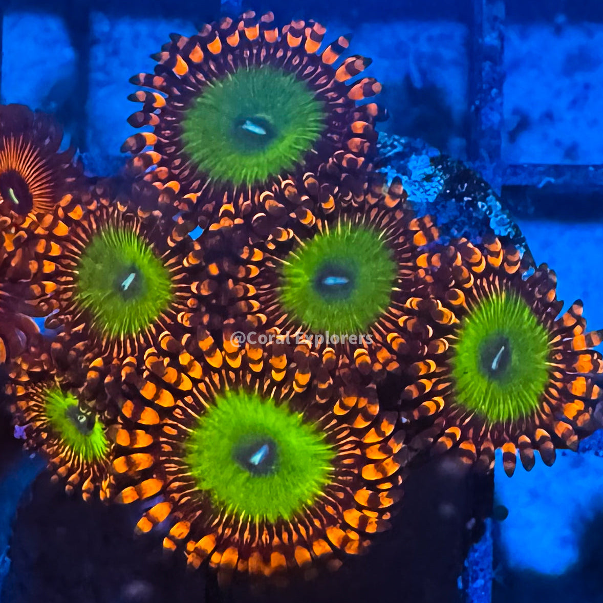 CE- WYSIWYG Ultra Bowser Zoa Zoanthid Frag Live Coral Frag LPS SPS #R1GK13