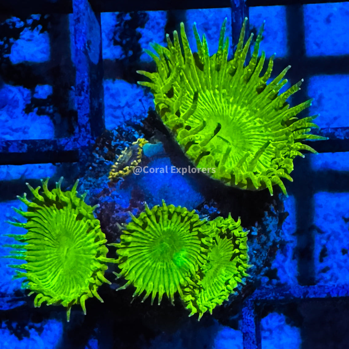CE- WYSIWYG Lemon Lime Zoa Zoanthid Frag Live Coral Frag LPS SPS #R1GK2