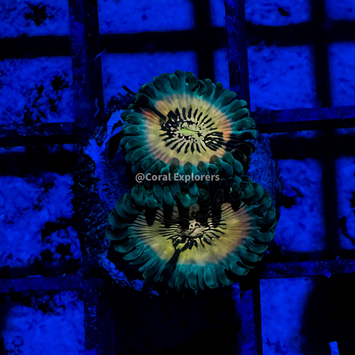 CE- WYSIWYG Hawaiian Ding Dang Zoa Zoanthid Frag Live Coral Frag LPS SPS #R1GK3