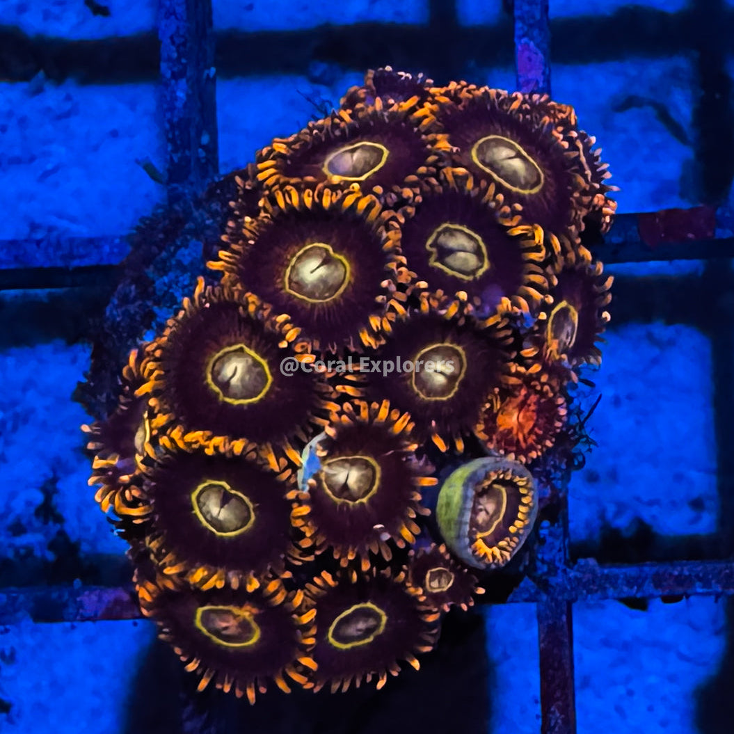 CE- WYSIWYG Rainbow Hornet Zoa Zoanthid Frag Live Coral Frag LPS SPS #R1GK4