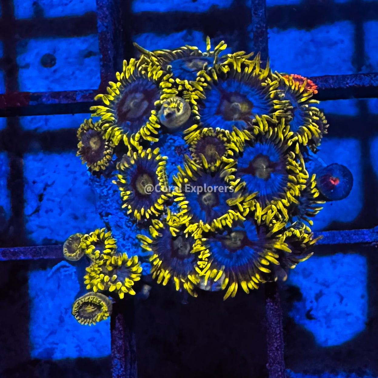 CE- WYSIWYG Frozen Hornet Zoa Zoanthid Frag Live Coral Frag LPS SPS #R1GK5