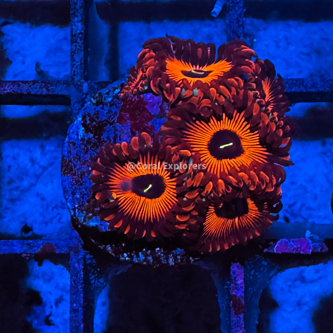 CE- WYSIWYG Red People Eater Zoa Zoanthid Frag Live Coral Frag LPS SPS #R1GK6
