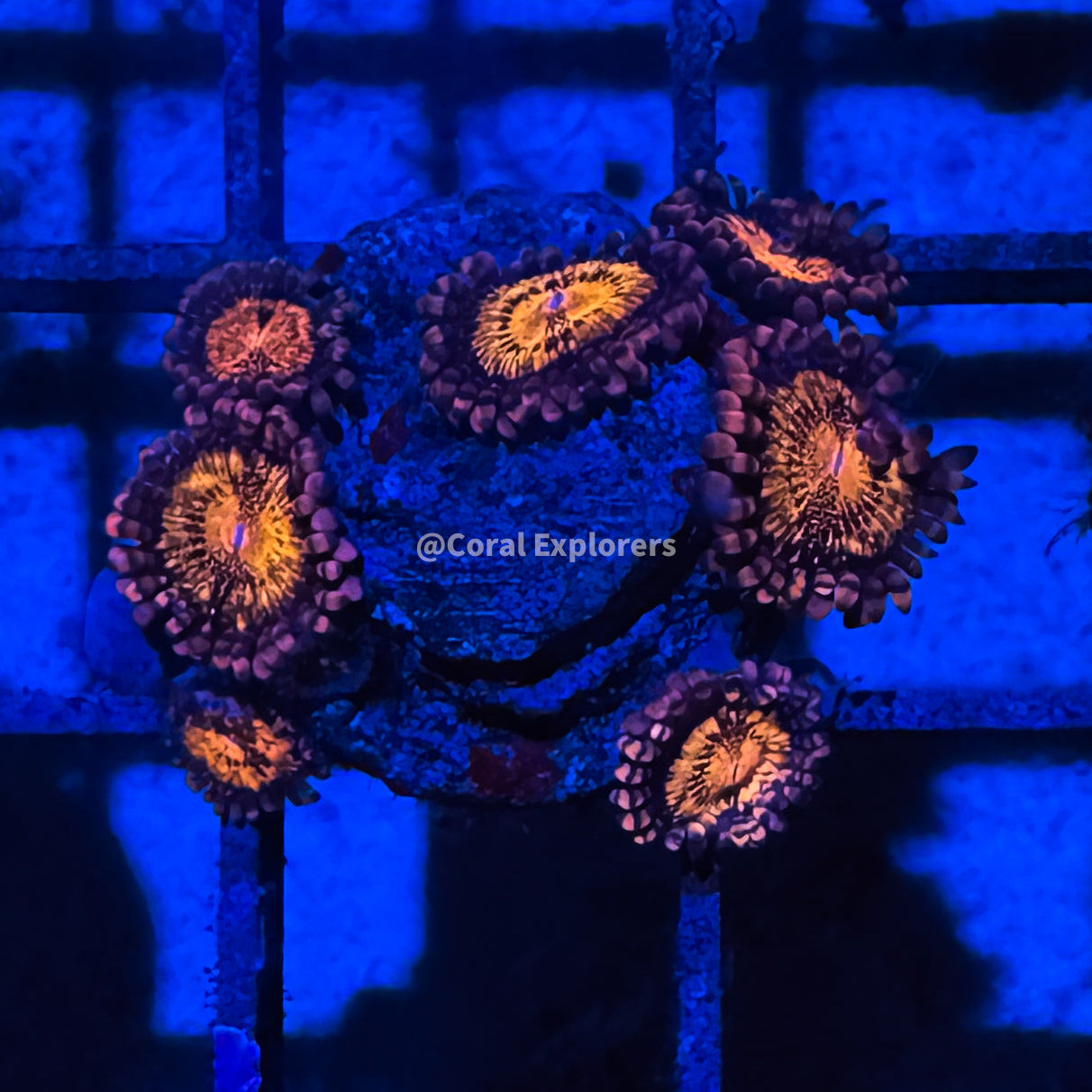 CE- WYSIWYG Pandora Zoa Zoanthid Frag Live Coral Frag LPS SPS #R1GK7