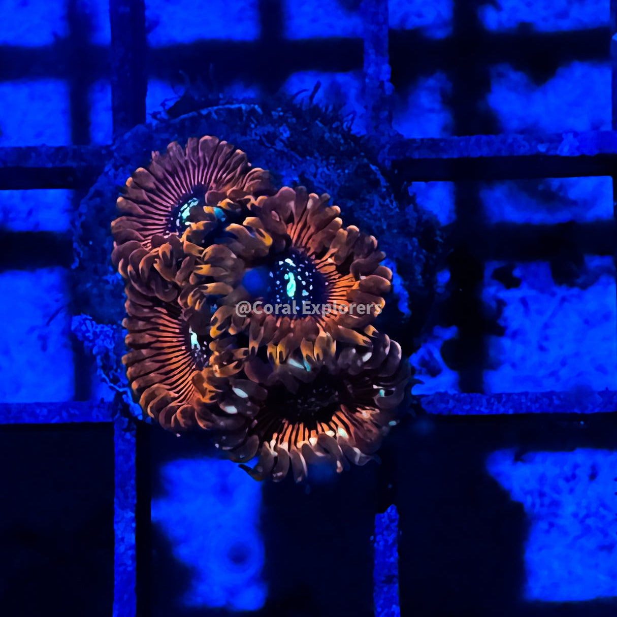 CE- WYSIWYG Magician Zoa Zoanthid Frag Live Coral Frag LPS SPS #R1GK8