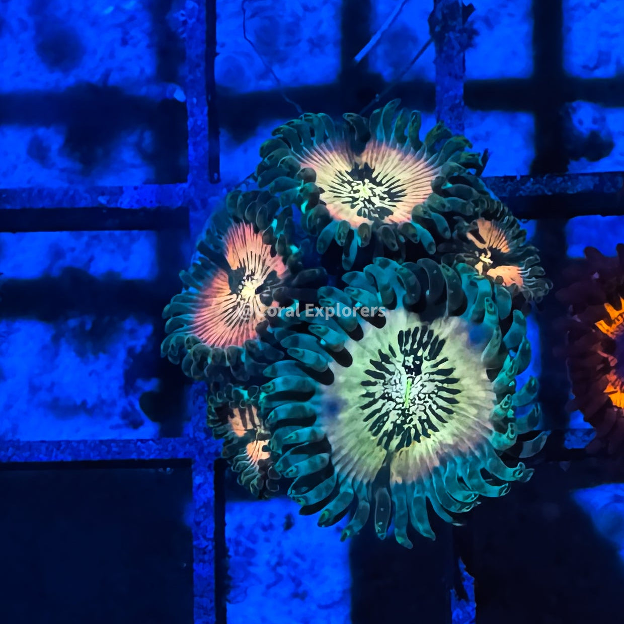CE- WYSIWYG Hawaiian Ding Dang Zoa Zoanthid Frag Live Coral Frag LPS SPS #R1GK9