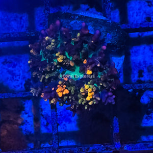 CE- WYSIWYG Fire Magic Carpet Mushroom Frag Live Coral LPS Zoa SPS #R1GL13