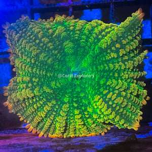 CE- WYSIWYG Tequila Sunrise Mushroom Frag Live Coral LPS Zoa SPS #R1GL15