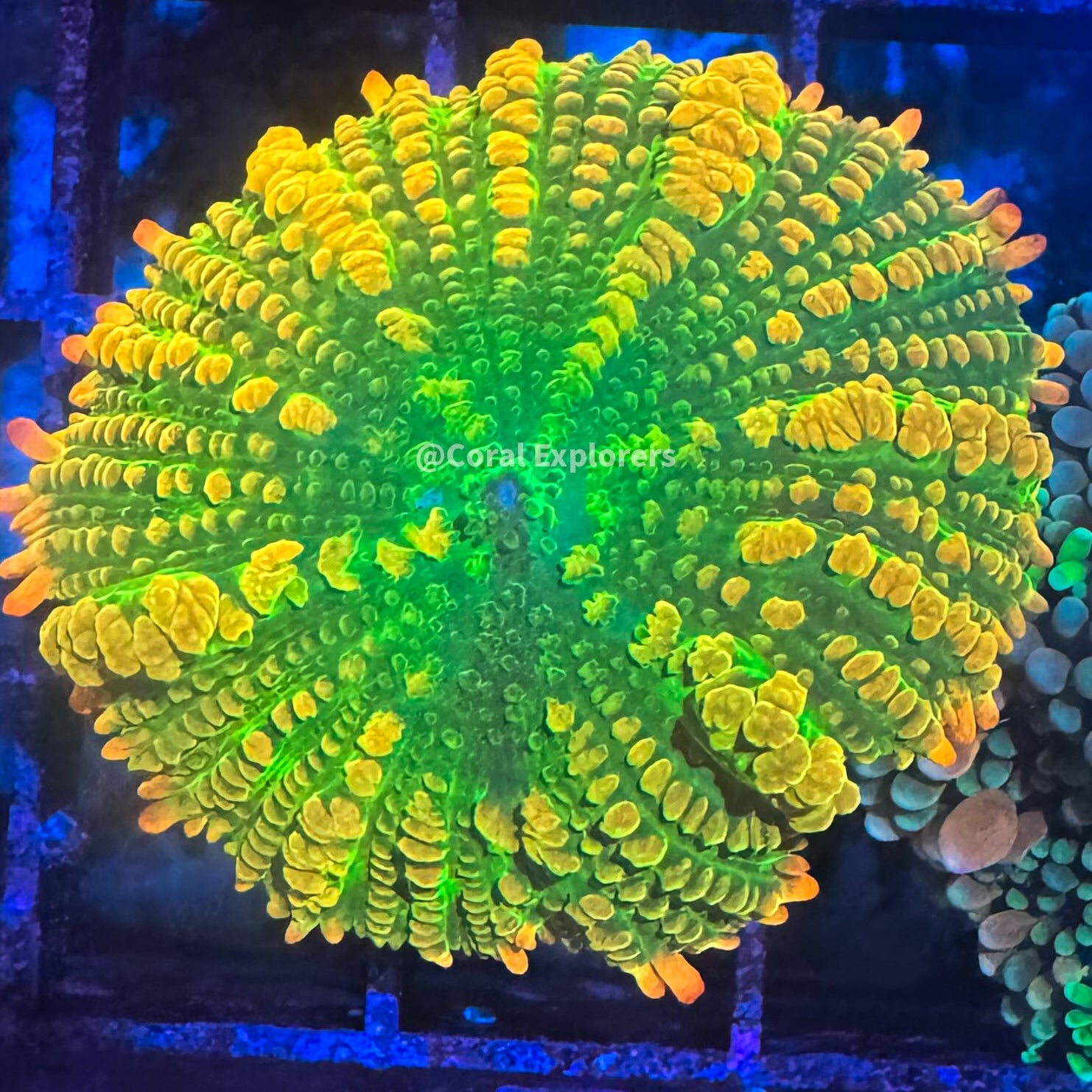 CE- WYSIWYG Tequila Sunrise Mushroom Frag Live Coral LPS Zoa SPS #R1GL1