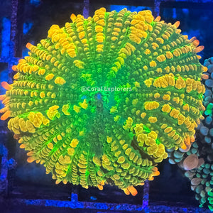 CE- WYSIWYG Tequila Sunrise Mushroom Frag Live Coral LPS Zoa SPS #R1GL1