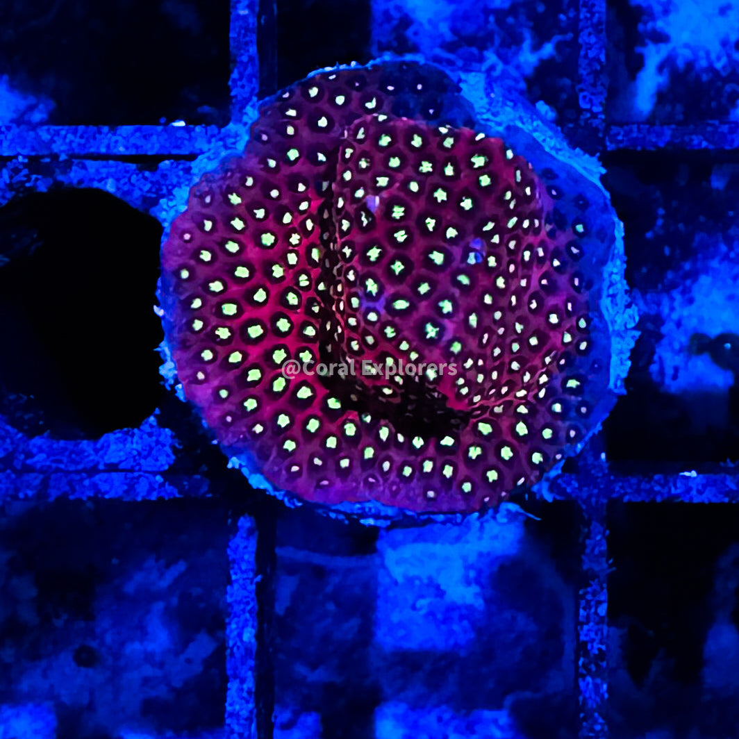 CE- WYSIWYG Electric Daisy Stylo Frag Live Coral LPS SPS #R1GN1