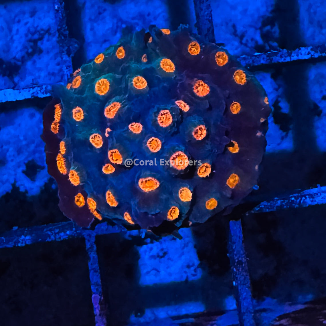 CE- WYSIWYG Meteor Shower Cyphastrea Coral Frag Live Coral LPS SPS #R1GN10