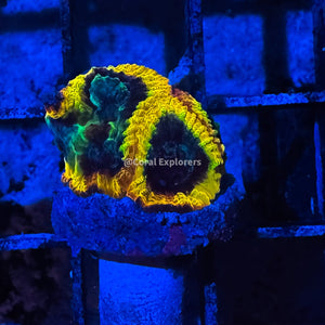 CE- WYSIWYG Yellow Submarine Favia Coral Frag Live Coral LPS SPS #R1GN11