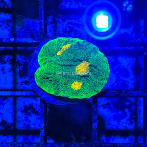 CE- WYSIWYG Mummy Eye Chalice Coral Frag Live Coral LPS SPS #R1GN12