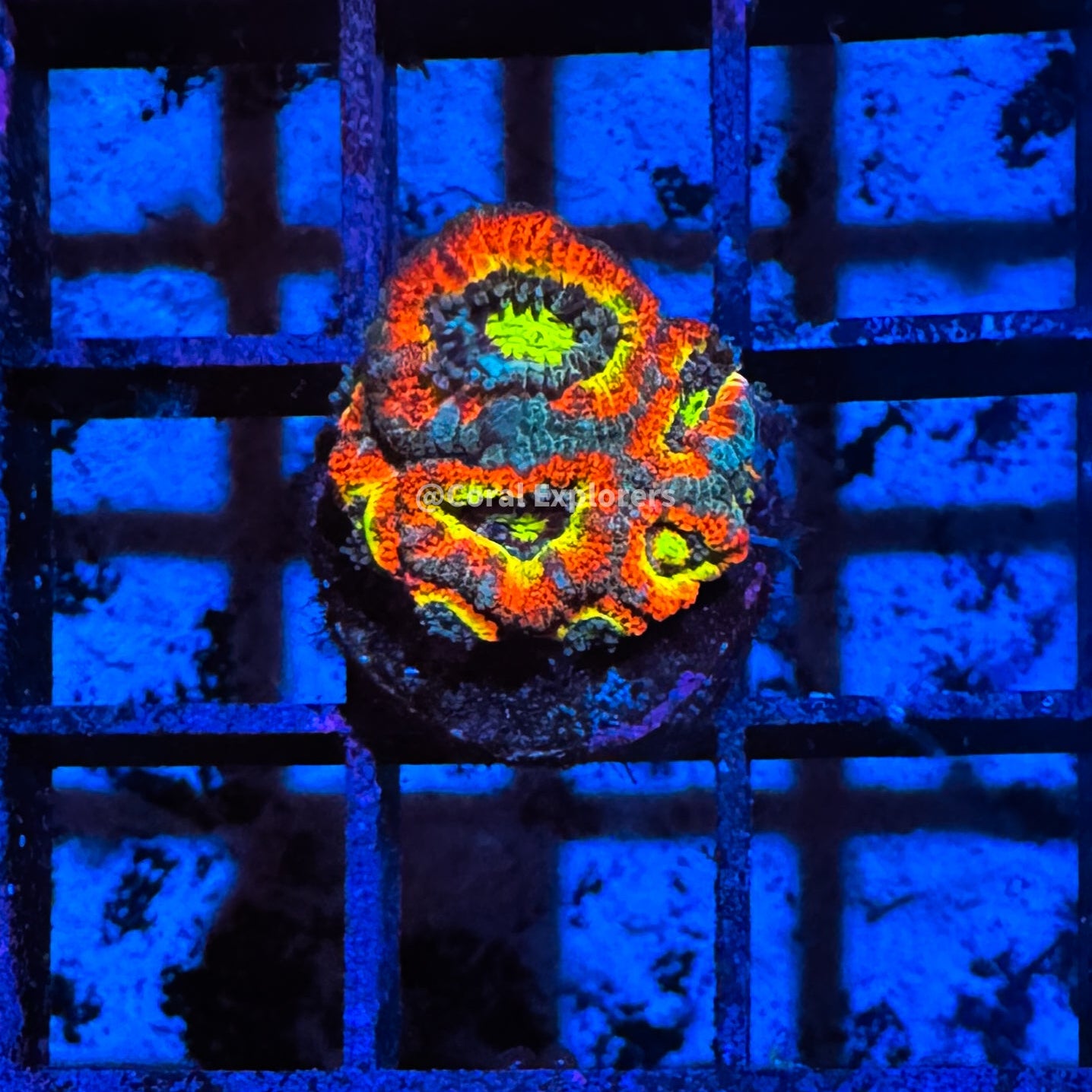 CE- WYSIWYG Holy Grail Micromussa Acan Coral Frag Live Coral LPS SPS #R1GN13